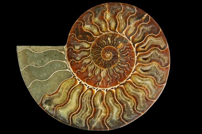 Agatized Ammonite Fossil (Half) - Madagascar #135256